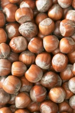 Hazelaar/Hazelnoot (Corylus Avellana 'Rode Zellernoot') 7 Hazelaar/Hazelnoot (Corylus Avellana 'Rode Zellernoot') -Aanbiedingen Groene Hekken Winkel corylushazelnotenv01