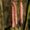 Hazelaar/Hazelnoot (Corylus Avellana 'Rode Zellernoot') -Aanbiedingen Groene Hekken Winkel corylusrodezellernootv01
