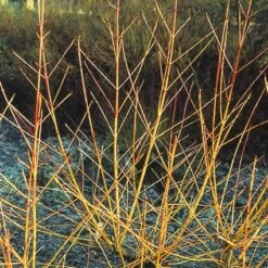 Kornoelje (Cornus Sanguinea 'Midwinter Fire') -Aanbiedingen Groene Hekken Winkel cosmfire 4