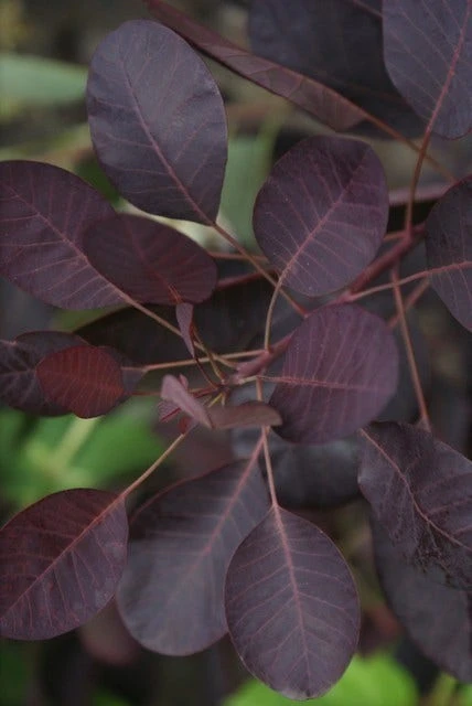 Pruikenboom Als Struik (Cotinus Coggygria 'Royal Purple') 9 Pruikenboom Als Struik (Cotinus Coggygria 'Royal Purple') - Afbeelding 7