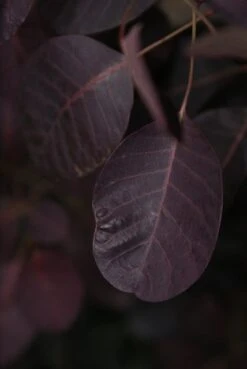 Pruikenboom Als Struik (Cotinus Coggygria 'Royal Purple') 16 Pruikenboom Als Struik (Cotinus Coggygria 'Royal Purple') -Aanbiedingen Groene Hekken Winkel cotinus cog. royal purple 3