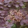 Pruikenboom Op Stam (Cotinus Coggygria 'Royal Purple' ) -Aanbiedingen Groene Hekken Winkel cotinus coggygria royal purple 2