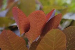 Pruikenboom (Cotinus 'Grace') -Aanbiedingen Groene Hekken Winkel cotinus grace 2