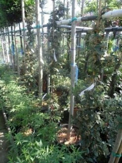 Dwergmispel (Cotoneaster Lacteus) -Aanbiedingen Groene Hekken Winkel cotoneaster lacteus c10 100 150 1 1