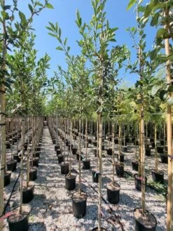 Meidoorn Als Boom (Crataegus Lavallei 'Carrierei') -Aanbiedingen Groene Hekken Winkel crataegus carreirie