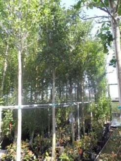 Meidoorn Als Boom (Crataegus Lavallei 'Carrierei') 7 Meidoorn Als Boom (Crataegus Lavallei 'Carrierei') -Aanbiedingen Groene Hekken Winkel crataegus lavallei carrierei 14 16ho cont 2