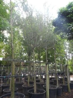 Rode Meidoorn (Crataegus Laevigata 'Paul's Scarlet') 15 Rode Meidoorn (Crataegus Laevigata 'Paul's Scarlet') -Aanbiedingen Groene Hekken Winkel crataegus media paul s scarlet 25 30ho c350 1 2