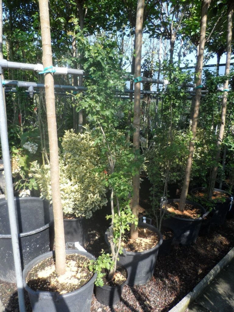 Meidoorn Als Boom (Crataegus Monogyna 'Stricta') 5 Meidoorn Als Boom (Crataegus Monogyna 'Stricta') - Afbeelding 3