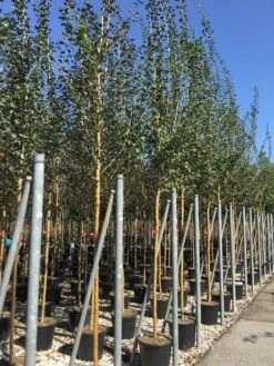 Rode Meidoorn (Crataegus Laevigata 'Paul's Scarlet') -Aanbiedingen Groene Hekken Winkel crataegus paul scarlet 1