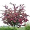 Rode Meidoorn (Crataegus Laevigata 'Paul's Scarlet') -Aanbiedingen Groene Hekken Winkel crataegus x media paul s scarlet01