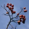 Meidoorn Als Boom (Crataegus Lavallei 'Carrierei') -Aanbiedingen Groene Hekken Winkel crlcarri 11 2