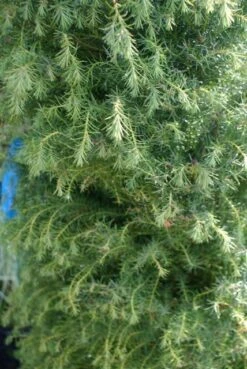 Sikkelden (Cryptomeria Japonica 'Elegans') -Aanbiedingen Groene Hekken Winkel cryptomeria j. elegans 150 175 c50 pir 3