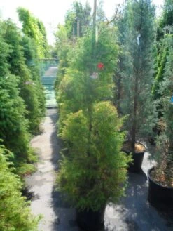 Sikkelden (Cryptomeria Japonica 'Elegans') -Aanbiedingen Groene Hekken Winkel cryptomeria japonica elegans 125 150 175