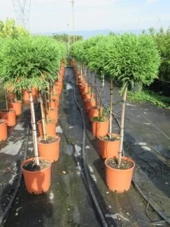 Sikkelden Op Stam (Cryptomeria Japonica 'Globosa Nana') 11 Sikkelden Op Stam (Cryptomeria Japonica 'Globosa Nana') -Aanbiedingen Groene Hekken Winkel cryptomeria japonica globosa nana 100 cm stam 1