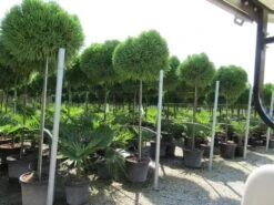 Sikkelden Op Stam (Cryptomeria Japonica 'Globosa Nana') -Aanbiedingen Groene Hekken Winkel cryptomeria japonica globosa nana 2