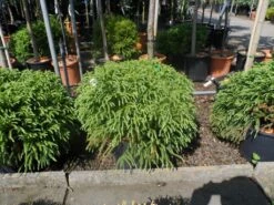 Sikkelden (Cryptomeria Japonica 'Globosa Nana') 9 Sikkelden (Cryptomeria Japonica 'Globosa Nana') -Aanbiedingen Groene Hekken Winkel cryptomeria japonica globosa nana 30 40 50 cont