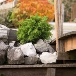 Japanse Dwergcipres (Cryptomeria Japonica 'Vilmoriniana') -Aanbiedingen Groene Hekken Winkel cryptomeria japonica vilmoriniana