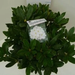 Rhododendron (Rhododendron 'Cunningham White') -Aanbiedingen Groene Hekken Winkel cun. white c7.5 boven