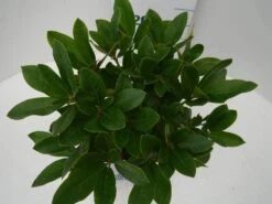 Rhododendron (Rhododendron 'Cunningham White') -Aanbiedingen Groene Hekken Winkel cun white c2 boven