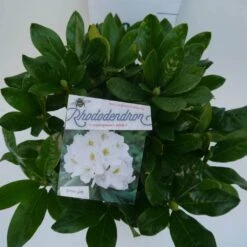 Rhododendron (Rhododendron 'Cunningham White') -Aanbiedingen Groene Hekken Winkel cun white c5 boven