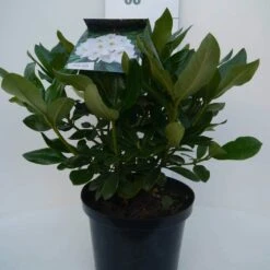 Rhododendron (Rhododendron 'Cunningham White') -Aanbiedingen Groene Hekken Winkel cun white c5 voor