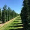 Grote Snelgroeiende Conifeer (Cupressocyparis Leylandii) -Aanbiedingen Groene Hekken Winkel cup leijlandi 350400