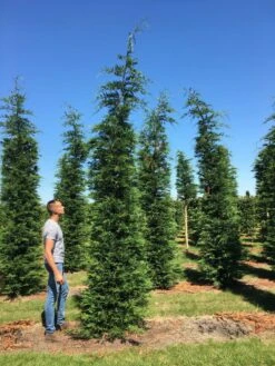 Nieuwe uitgaven -Aanbiedingen Groene Hekken Winkel cup leijlandi 400450