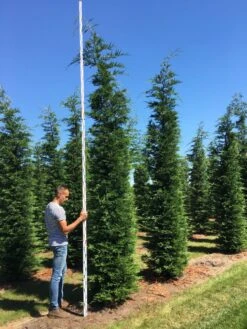 Grote Snelgroeiende Conifeer (Cupressocyparis Leylandii) -Aanbiedingen Groene Hekken Winkel cup leijlandii 450500