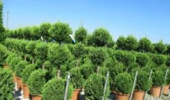 Cupressocyparis, Triobol (Cupressocyparis Leylandii 'Castlewellan Gold') -Aanbiedingen Groene Hekken Winkel cuppressocyparis triobol 1