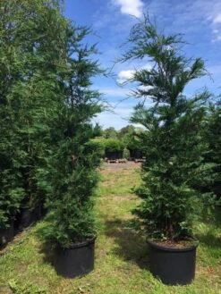 Grote Snelgroeiende Conifeer (Cupressocyparis Leylandii) -Aanbiedingen Groene Hekken Winkel cupressocyparis lelandii h200 250 1