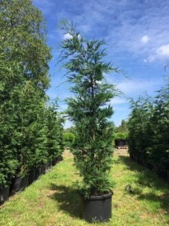 Grote Snelgroeiende Conifeer (Cupressocyparis Leylandii) -Aanbiedingen Groene Hekken Winkel cupressocyparis lelandii h250 300 3