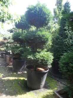 Cupressocyparis, Triobol (Cupressocyparis Leylandii 'Castlewellan Gold') -Aanbiedingen Groene Hekken Winkel cupressocyparis leylandii 250 300 triobol c500 1