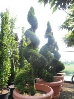 Leylandcipres Als Spiraal (Cupressocyparis Leylandii 'Castlewellan Gold' ) -Aanbiedingen Groene Hekken Winkel cupressocyparis leylandii castlewellan gold spiraal 250 300 c500 extra 1