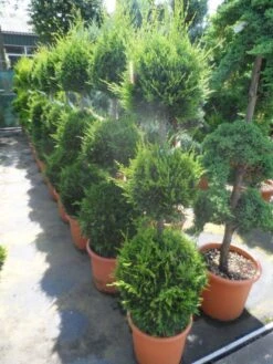 Cupressocyparis, Triobol (Cupressocyparis Leylandii 'Castlewellan Gold') -Aanbiedingen Groene Hekken Winkel cupressocyparis leylandii castlewellan gold triobol 125 150 175 c25