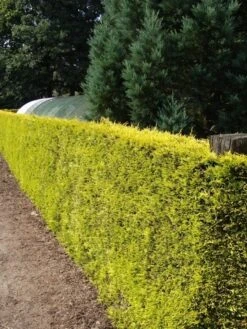 Gele Haagconifeer (Cupressocyparis Leylandii 'Gold Rider') -Aanbiedingen Groene Hekken Winkel cupressocyparis leylandii gold rider 1