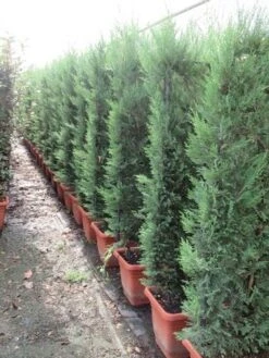 Conifeer Meeneemhaag (Cupressocyparis Leylandii) 7 Conifeer Meeneemhaag (Cupressocyparis Leylandii) -Aanbiedingen Groene Hekken Winkel cupressocyparis leylandii leivorm 80x120 2