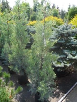 Cipres (Cupressus Arizonica 'Glauca') -Aanbiedingen Groene Hekken Winkel cupressus arizonica glauca 100 125 1