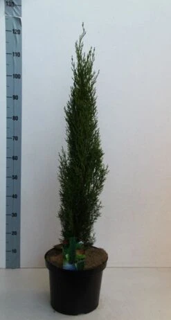 Italiaanse Cipres (Cupressus Sempervirens 'Totem') -Aanbiedingen Groene Hekken Winkel cupressus semp totem 80 100 cm co. 10l kopie 2 2