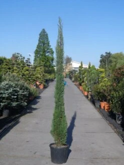 Italiaanse Cypres (Cupressus Sempervirens 'Stricta') 38 Italiaanse Cypres (Cupressus Sempervirens 'Stricta') -Aanbiedingen Groene Hekken Winkel cupressus sempervirens strica 200 250 c30 1