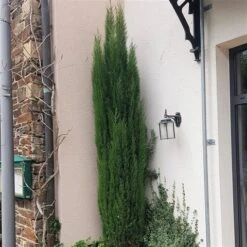 Italiaanse Cipres (Cupressus Sempervirens 'Totem') -Aanbiedingen Groene Hekken Winkel cupressus sempervirens totem