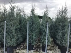 Cipres (Cupressus Arizonica 'Glauca') -Aanbiedingen Groene Hekken Winkel cupressusarizonicaglauca
