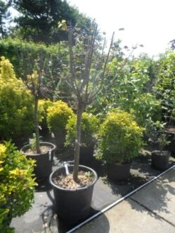 Kweepeer (Cydonia Oblonga) -Aanbiedingen Groene Hekken Winkel cydonia oblonga halfstam 14 16 18