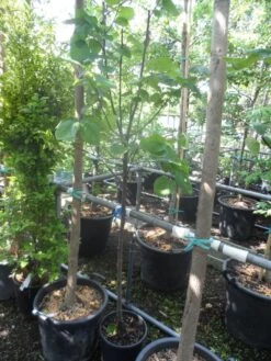 Kweepeer (Cydonia Oblonga) -Aanbiedingen Groene Hekken Winkel cydonia oblonga halfstam 5 6 8 c10