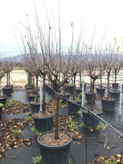 Kweepeer Als Halfstam (Cydonia Oblonga 'Vranja') -Aanbiedingen Groene Hekken Winkel cydoniavranjamf