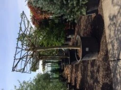 Dakmoerbei (Morus Alba 'Macrophylla') -Aanbiedingen Groene Hekken Winkel dakmoerbei 4045 1