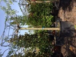 Dakmoerbei (Morus Alba 'Macrophylla') -Aanbiedingen Groene Hekken Winkel dakmoerbei 4045 2