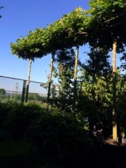 Dakplataan (Platanus Hispanica ) -Aanbiedingen Groene Hekken Winkel dakplataan 25 30 35 op 280 300stam 1 1