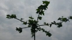 Dakplataan (Platanus Hispanica ) -Aanbiedingen Groene Hekken Winkel dakplataan 2 1