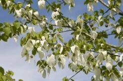 Zakdoekjesboom (Davidia Involucrata) -Aanbiedingen Groene Hekken Winkel davidia involucrata02