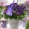 Hortensia Deep Purple Dance (Hydrangea 'Music Collection') -Aanbiedingen Groene Hekken Winkel deep purple dance 2 2